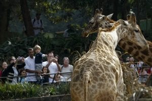 Um dia no zoológico