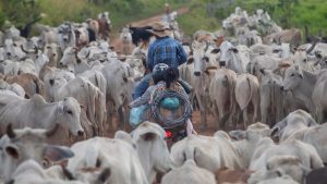 JBS mantém compra de gado de desmatadores da Amazônia