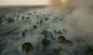 10 ações práticas para ajudar a salvar a Amazônia – e você mesmo