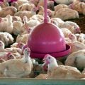 China encerra embargo e libera frango do RS após surto sanitário