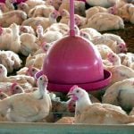 China encerra embargo e libera frango do RS após surto sanitário