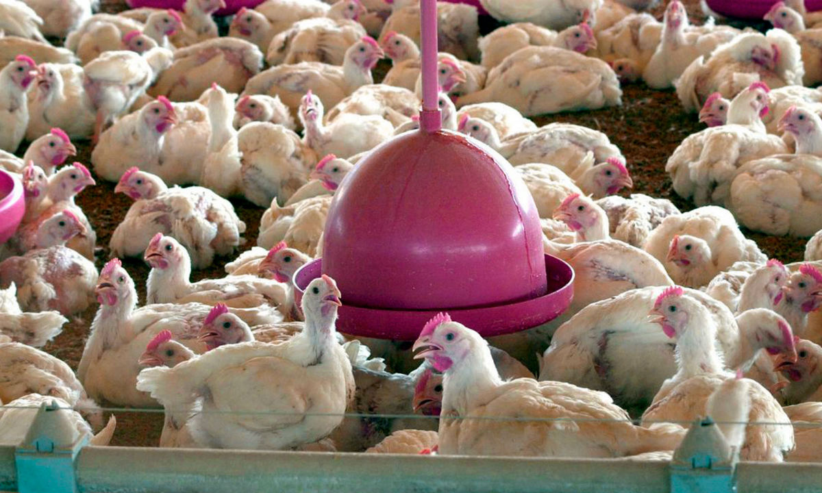 Vetado na Europa, frango com salmonela tem venda livre no Brasil