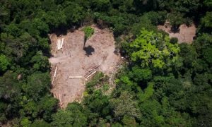 Desmatamento na Amazônia aumentou 45% em 2019, apontam alertas