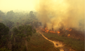 Uma tragédia ambiental assola o Brasil e os responsáveis se escondem