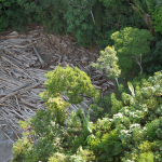 Justiça condena pecuarista que desmatou Amazônia a pagar multa de R$ 514 mil