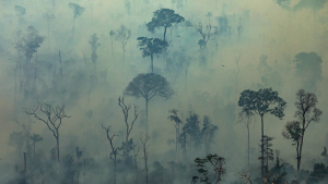 Não há memórias nem afetos nas cinzas da Amazônia