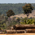 Desmatamento cai 11,6% no Brasil em 2023, aponta MapBiomas