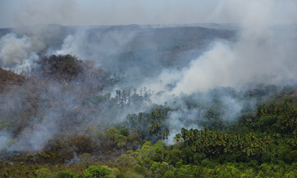 Finlândia quer parar de comprar carne do Brasil após crise na Amazônia