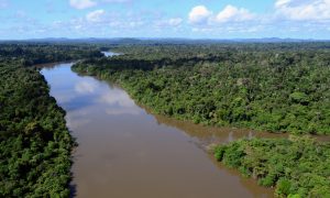 Maioria dos brasileiros defende proteção de florestas onde vivem índios isolados