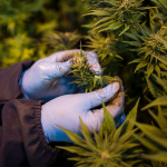 Brasil perde bilhões ao ignorar a economia da cannabis