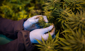 Malta legaliza cultivo e consumo de cannabis recreativa, medida inédita na UE