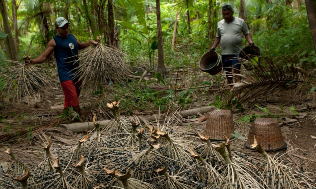 Amazônia: é possível crescer acima da média com desmatamento zero