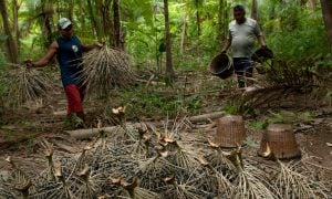 Amazônia: é possível crescer acima da média com desmatamento zero