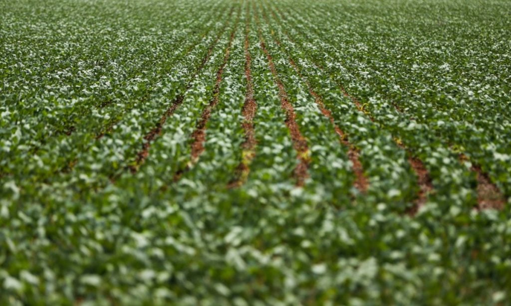 Empresas servem de “barriga de aluguel” para registro de agrotóxicos