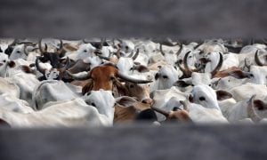 Como uma mudança na dieta pode proteger o planeta