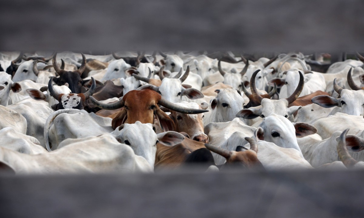 A criação de gado é responsável por quase 15% das emissões globais de gases de efeito estufa, segundo a FAO (FOTO: SIDNEY OLIVEIRA / AGÊNCIA PARÁ / BELÉM PARÁ) 