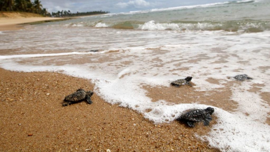 Comunidades locais protegem tartarugas que desovam na costa brasileira