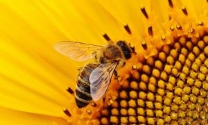 Agrotóxico mais encontrado em frutas e verduras no Brasil é fatal para abelhas