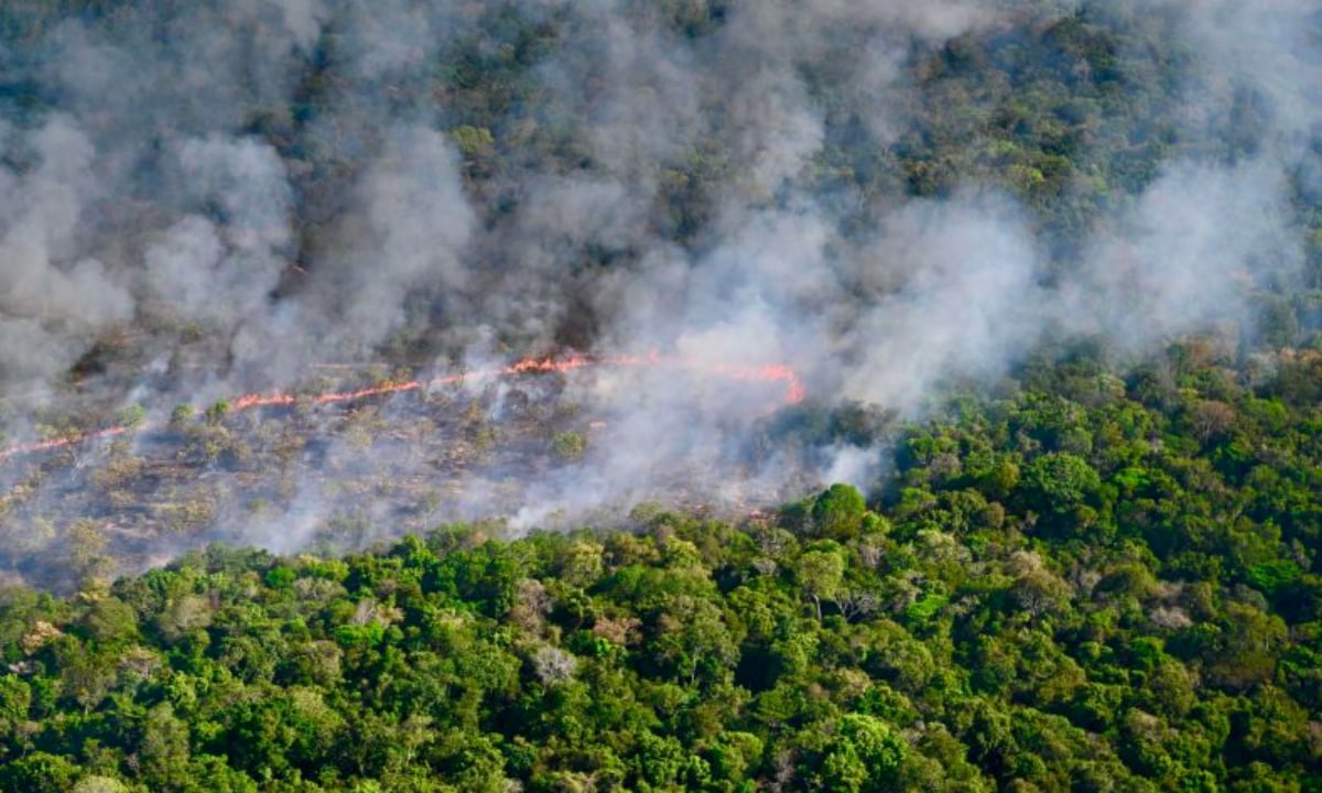 Área incendiada em Alter do Chão (Foto: Erik Jennings e Tatiana Castro Mota/MPF) 