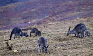 Área devastada por incêndios na Austrália equivale à ilha da Irlanda