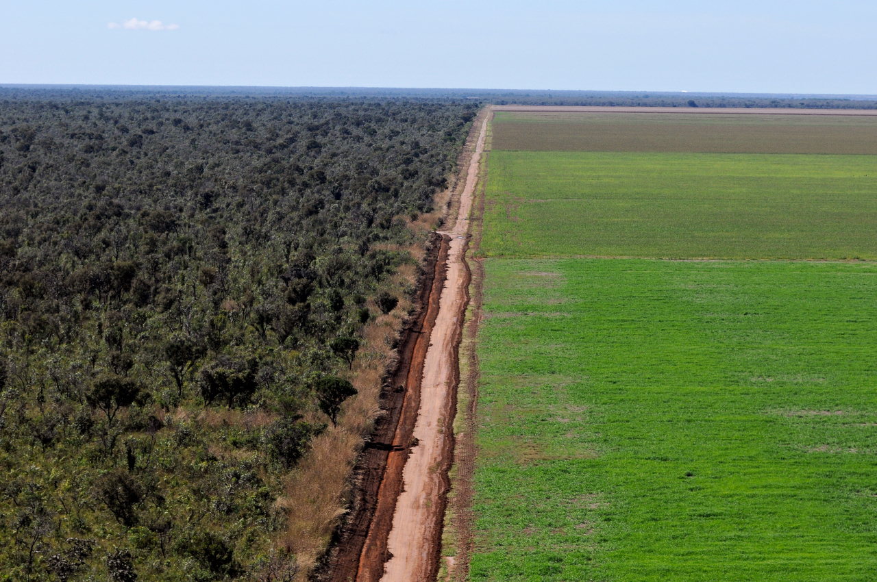 Parlamento Europeu amplia proibição de commodities ligadas ao desmatamento