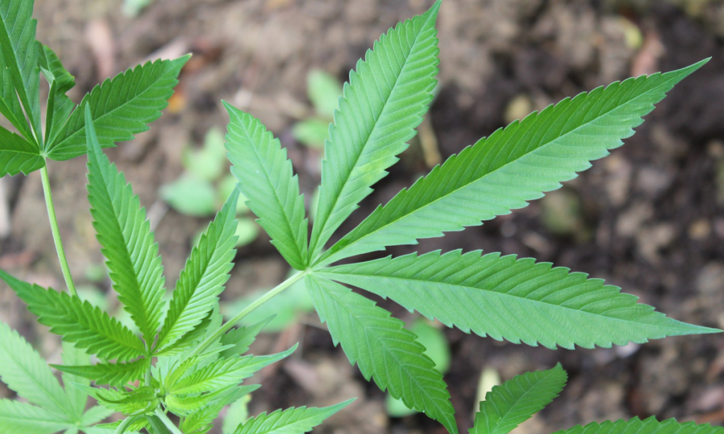 Cannabis medicinal avança no Brasil. Psicodélicos seguirão o mesmo rumo?
