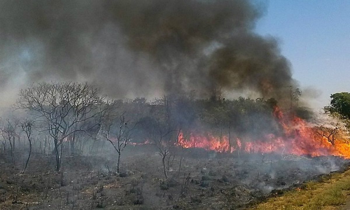 Amazônia em chamas (Foto: José Cruz/Agência Brasil)