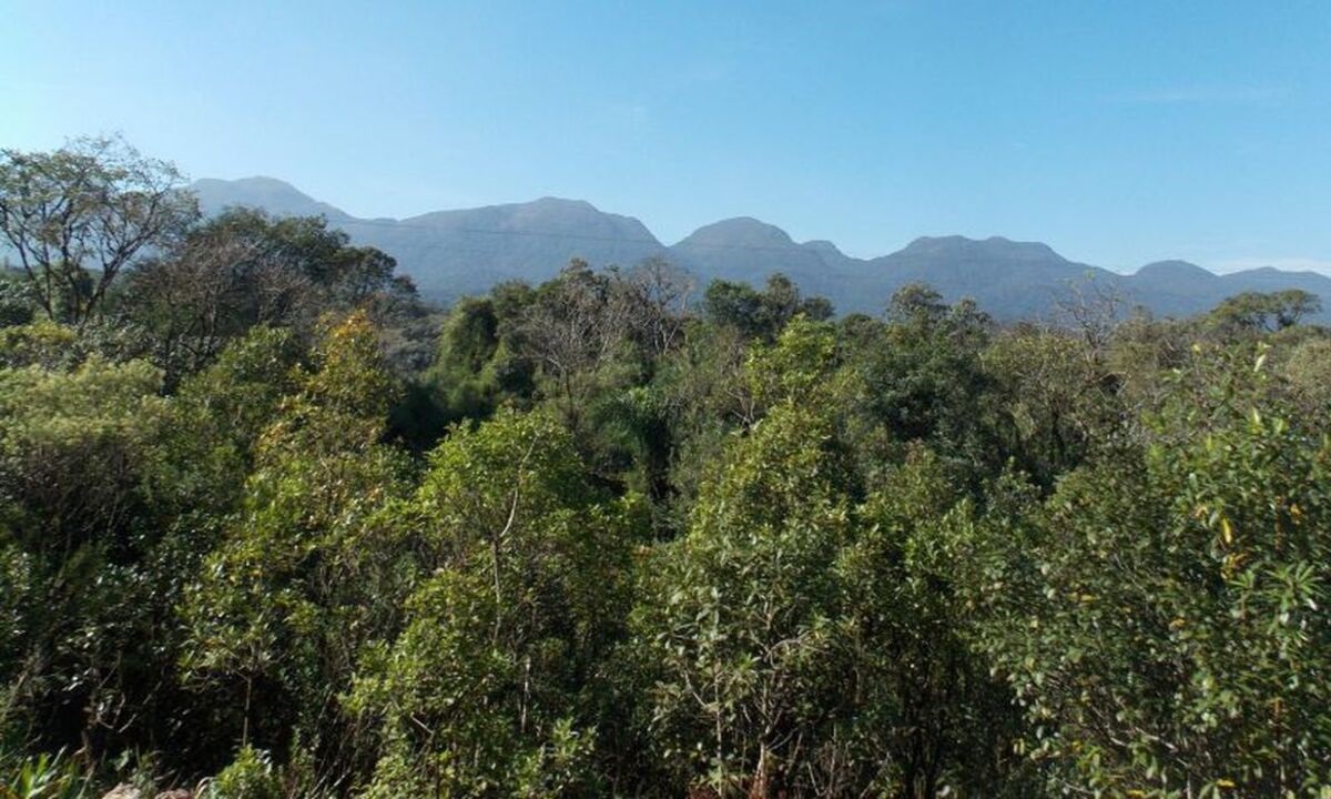 Devastação da Mata Atlântica dispara 66% em um ano, aponta estudo