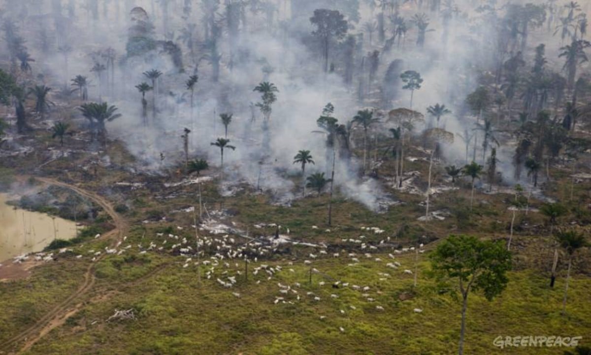 A moda pela floresta