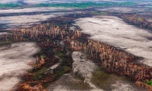 Único plano de Bolsonaro é desmatar e deixar matar na Amazônia