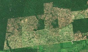 Cerca de 20% das exportações brasileiras vêm de áreas desmatadas ilegalmente
