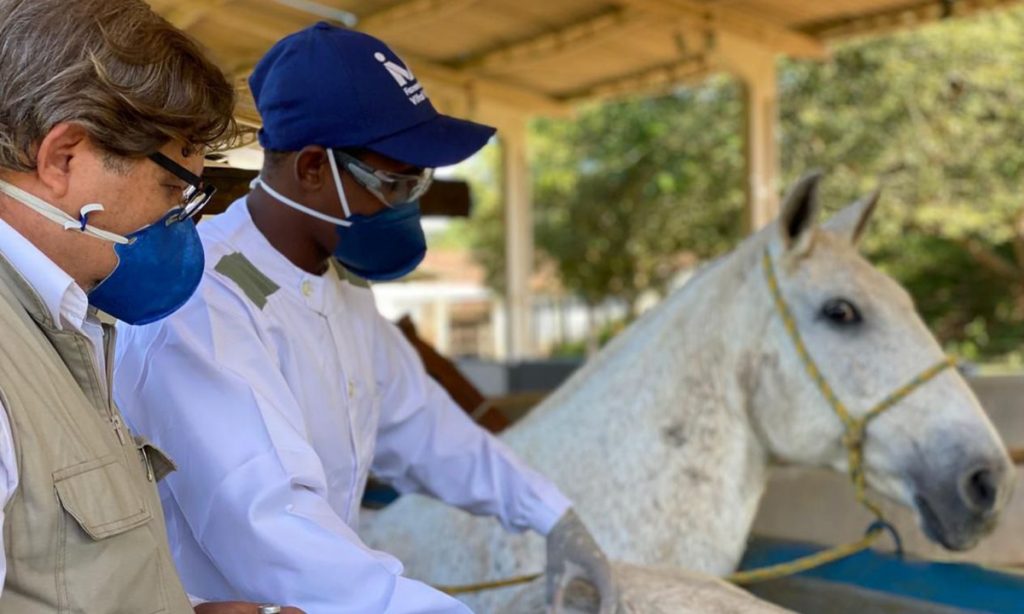 Soros produzidos por cavalos têm anticorpos potentes para covid-19