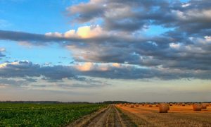 Rui Daher: A recriação na agropecuária