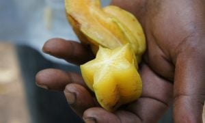 Um balaio de frutas das quatro estações