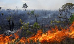 Estudo atribui doenças respiratórias a queimadas na Amazônia