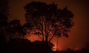 Fogo no Pantanal mato-grossense começou em fazendas de pecuaristas que fornecem para gigantes do agronegócio