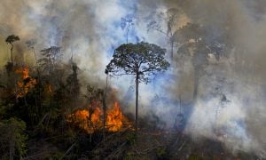 Alertas de desmatamento na Amazônia Legal caem 61% em janeiro