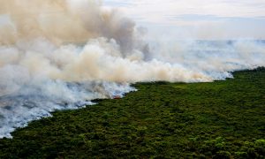 Ação humana provocou incêndios no pantanal, aponta perícia