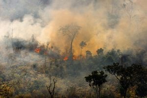 Anos de governo Bolsonaro são os piores em alerta de desmatamento na Amazônia