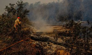 Queimadas no Pantanal e estiagem causam preocupação no MT e MS