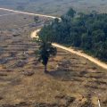 Novo Código Florestal completa 10 anos com pouco avanço e na mira de ruralistas