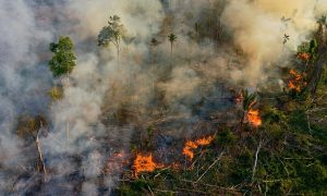 Guerra contra ONGs e desmate descontrolado são a 