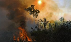 Desmatamento aumenta 827% em terra indígena no período da pandemia