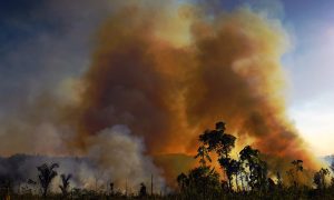 Grilagem faz floresta virar fumaça no maior estado brasileiro