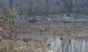Pecuarista investigado por incêndio no Pantanal vendeu gado para governador do MS