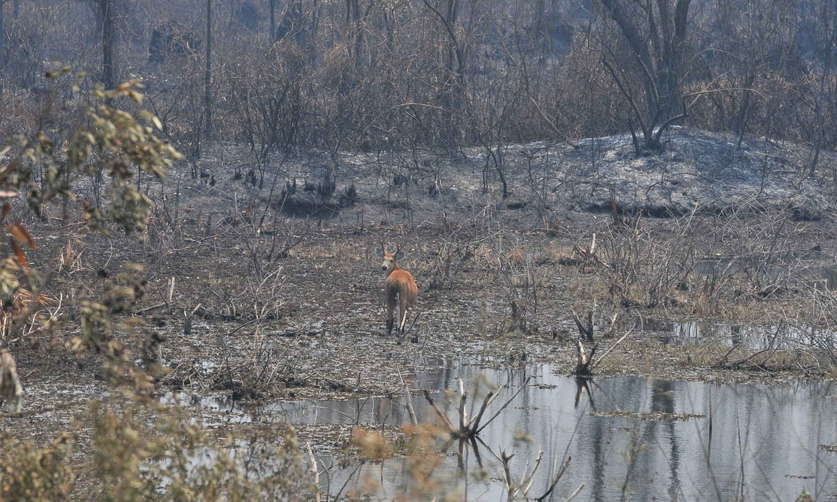 Pecuarista investigado por incêndio no Pantanal vendeu gado para governador do MS