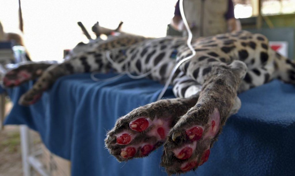 Amanaci, onça-pintada ferida em incêndio, pode não voltar ao Pantanal