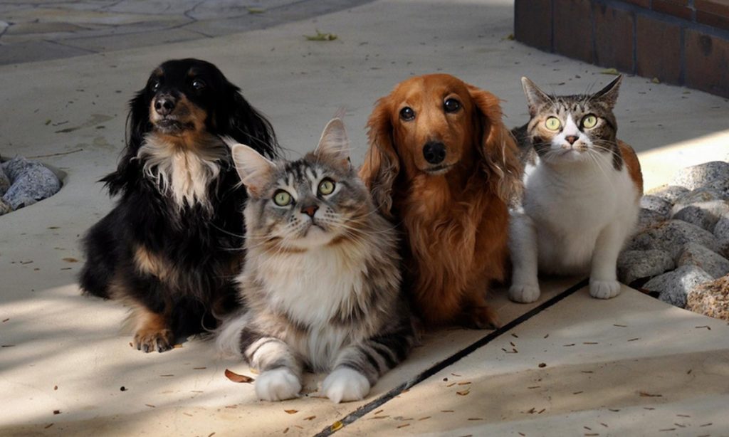 Rússia aprova primeira vacina anticovid para animais