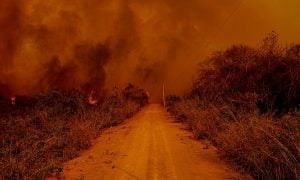 Pantanal teve mais de 8 mil focos de incêndio em setembro, pior registro desde 1998