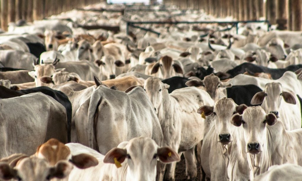 Brasil recebe status internacional de país livre de febre aftosa sem vacina